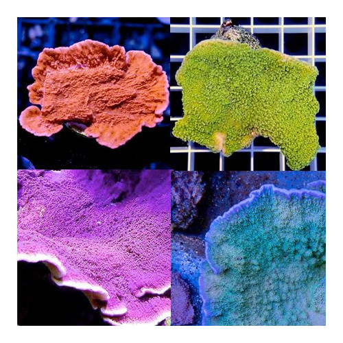 Montipora Pack