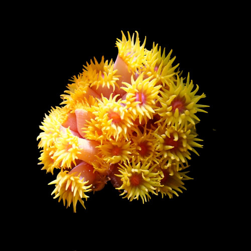 Tubastrea Orange...