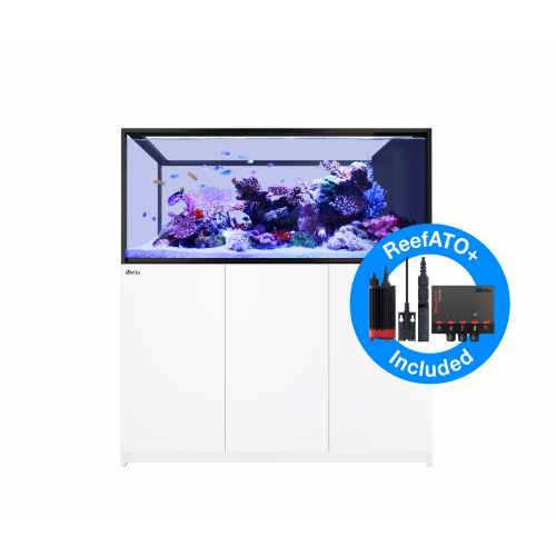 Red sea REEFER Peninsula G2...