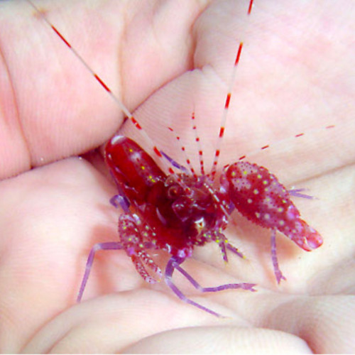 Alpheus Red (symbiose)
