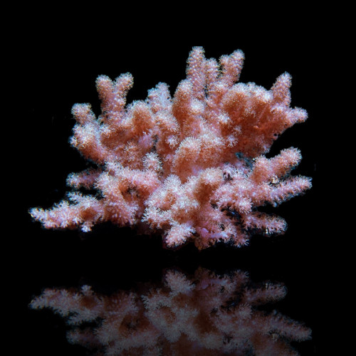Cladiella Colt sp