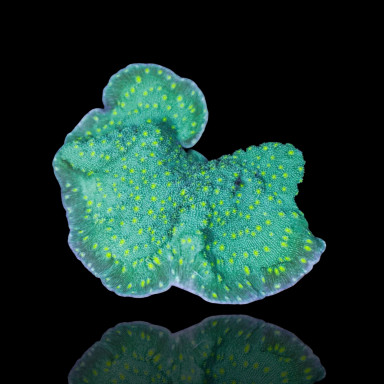 Echinopora Lamellosa