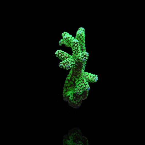 Seriatopora Caliendrum