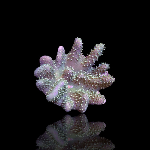 Lobophytum sp (L) Bali| Coralandfishstore.nl