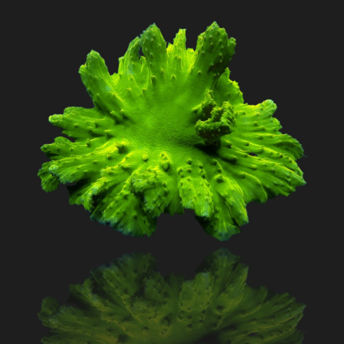 Sinularia Dura Green