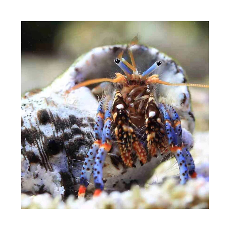 Clibanarius sp. Clibanarius sp.