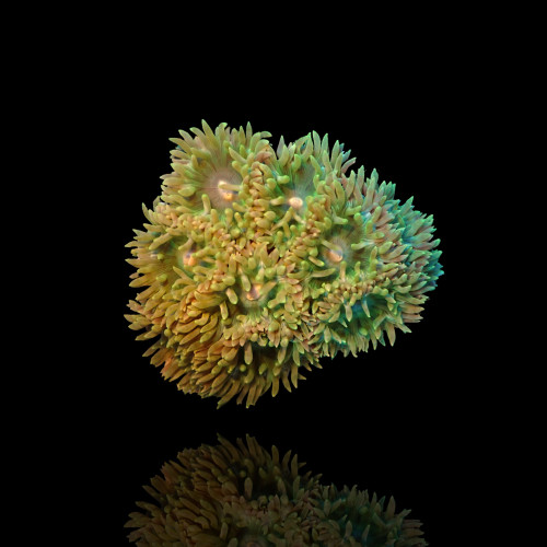 Duncanopsammia Axifuga Tiny...
