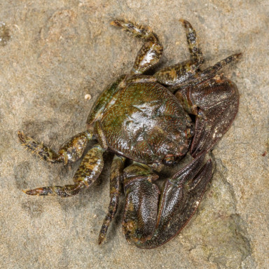 Petrolistes sp.