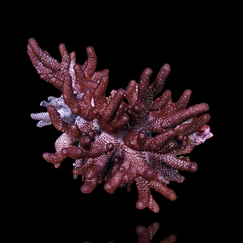 Cladiella Halversoni
