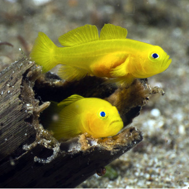 Gobiodon Okinawae - Gele koraalgobie bestellen ? l Coralandfishstore.nl