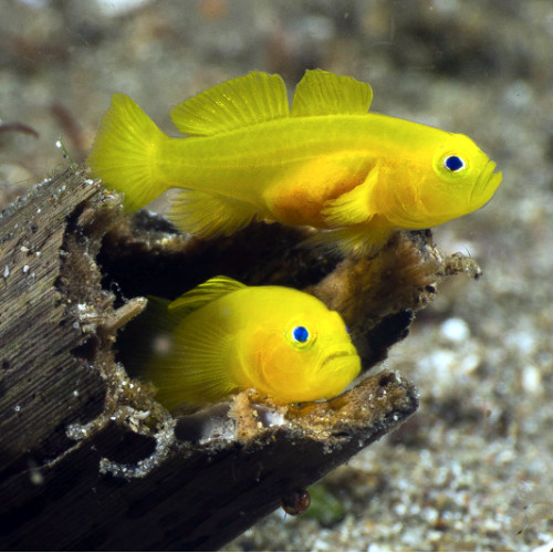 Gobiodon Okinawae - Gele koraalgobie