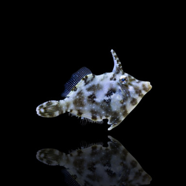 Acreichthys Tomentosus - Seegras-Feilenfisch