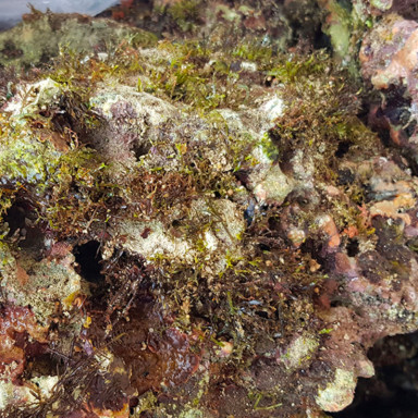 Möchten Sie wild lebenden Stein Indonesien kaufen? Coralandfishstore