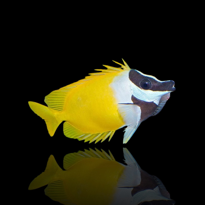 Siganus Vulpinus (M) Siganus Vulpinus (M)