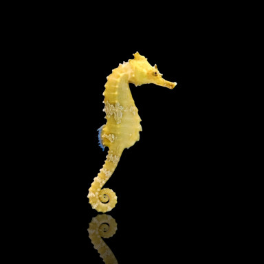 Hippocampus erectus 4–6 cm...