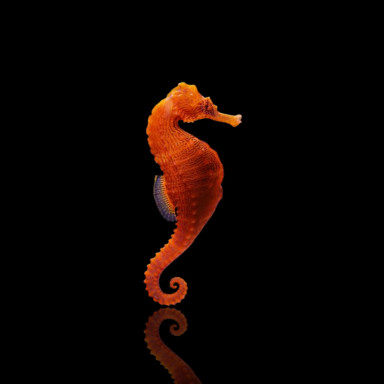 Hippocampus Erectus 4-6cm -...