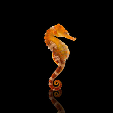 Hippocampus Erectus 4-6cm - Orange