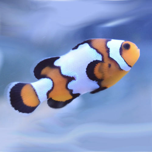 Amphiprion ocellaris Black Ice