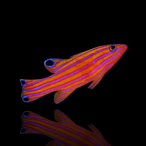 Liopropoma Carmabi