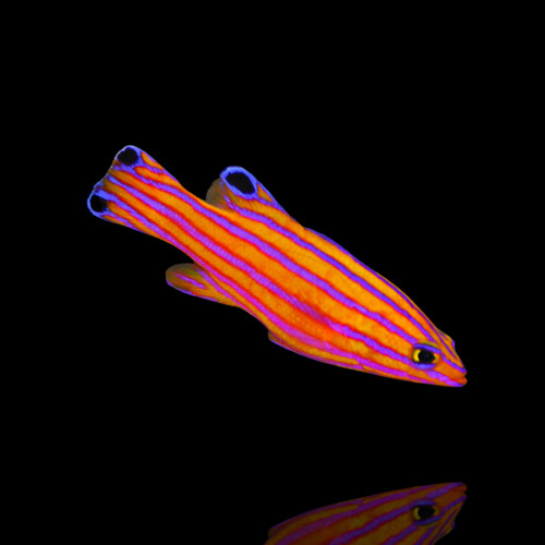 Liopropoma Carmabi