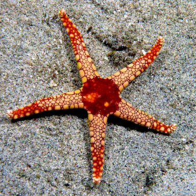 Fromia Monilis 