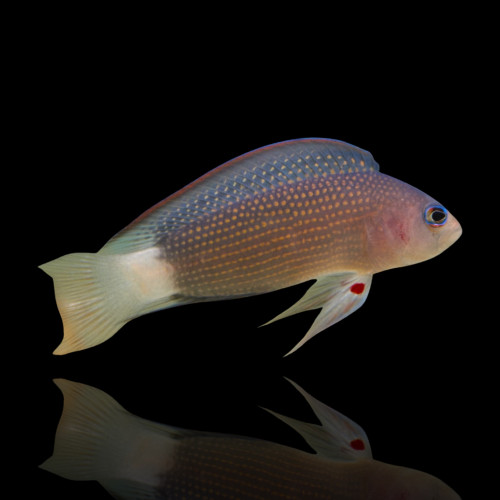 Manonichthys Alleni