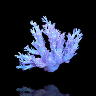 Cespitularia sp Fosfor Blue Kenya bestellen? l Coralandfishstore.nl