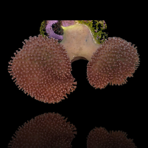 Sarcophyton sp - Double - Cup Shape