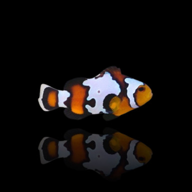 Amphiprion Percula Picasso A1