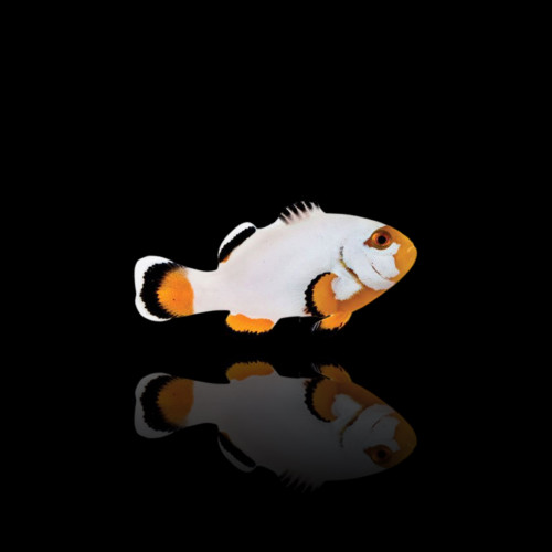 Amphiprion Platinum