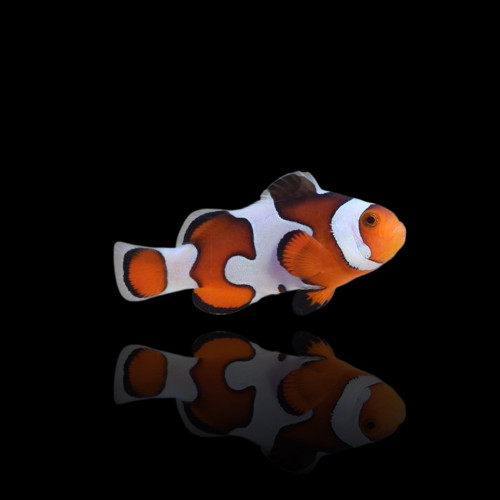 Amphiprion Ocellaris Gladiator