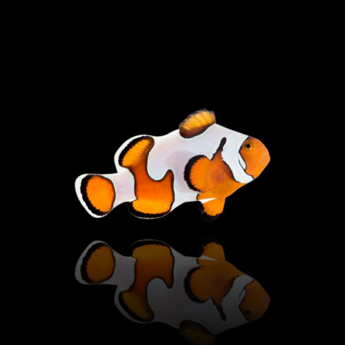 Amphiprion Ocellaris Gladiator