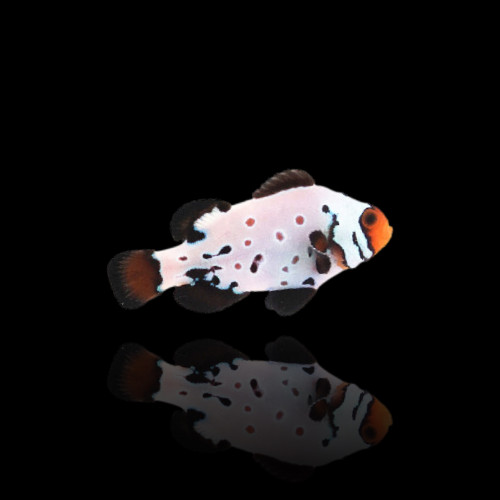 Amphiprion Ocellaris Frostbite