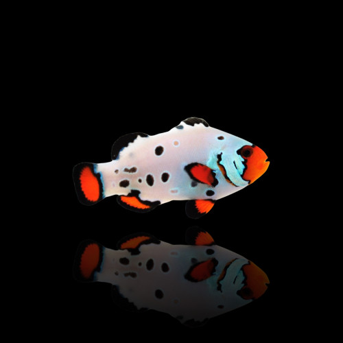 Amphiprion Ocellaris Frostbite