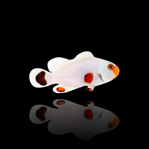 Amphiprion Ocellaris Wyoming White