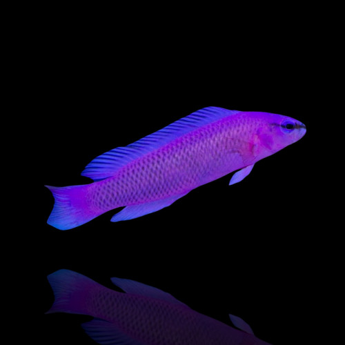 Pseudochromis Fridmani - Koning Salomon Dwergbaars