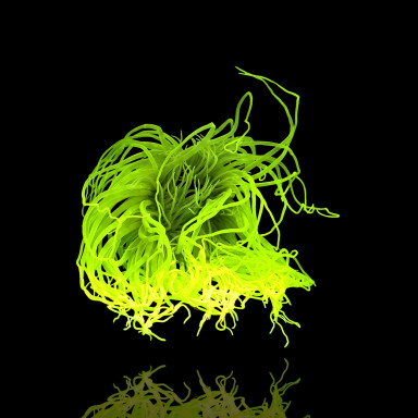 Cerianthus Membranaceus Neon Green
