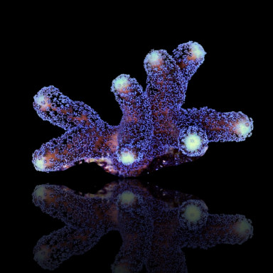 Stylophora Pistillata Purple Polyp