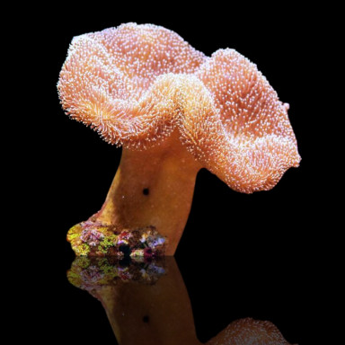 Sarcophyton Ehrenbergi Bruin / Groen | Coralandfishstore