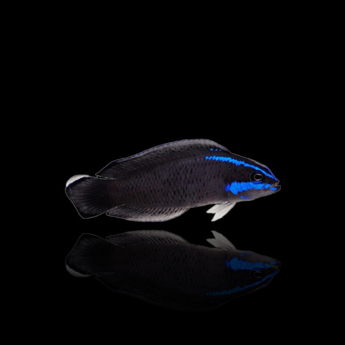 pseudochromis Springeri