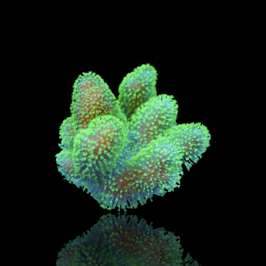 Lobophytum sp Fluo Green
