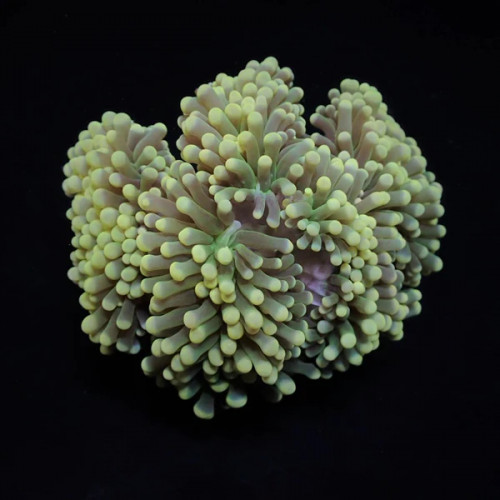 Euphyllia Cristata S-Größe