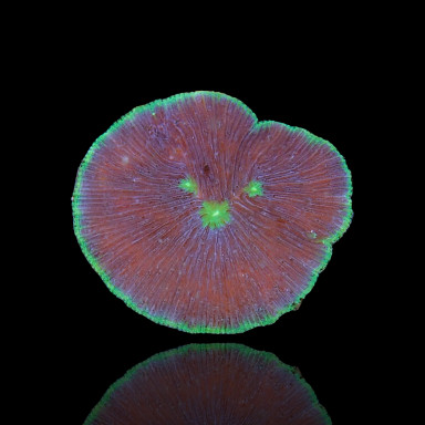 Fungia sp. verschiedene Farben