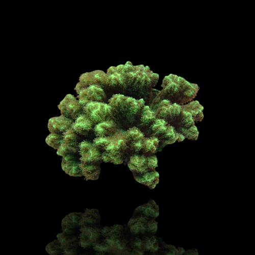 Hydnophora spp green frag S size