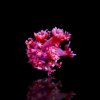 Goniopora sp  Pink / Red Frag