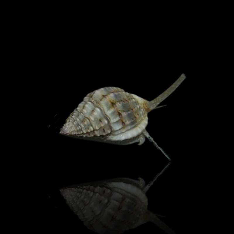 Nassarius Vibex Nassarius Vibex