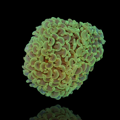Euphyllia Ancora sp.