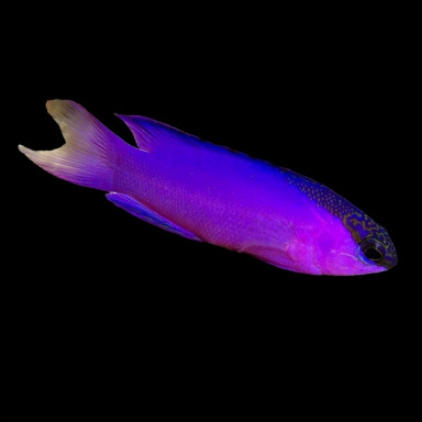 Gramma Melacara