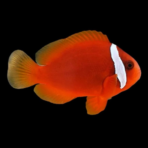 Amphiprion Frenatus (M)