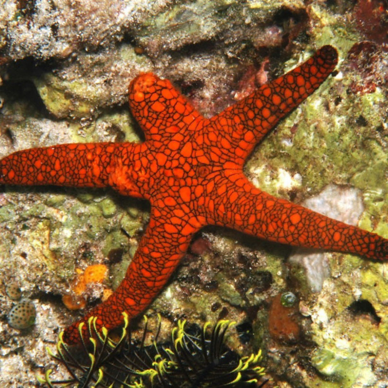 Fromia Indica Fromia Indica